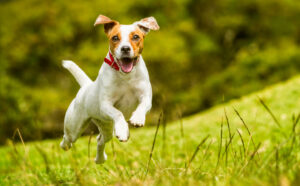dog running in field